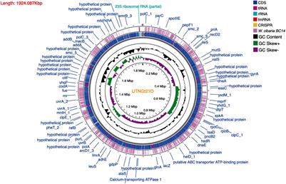 Next-Generation Sequencing for Whole-Genome Characterization of Weissella cibaria UTNGt21O Strain Originated From Wild Solanum quitoense Lam. Fruits: An Atlas of Metabolites With Biotechnological Significance